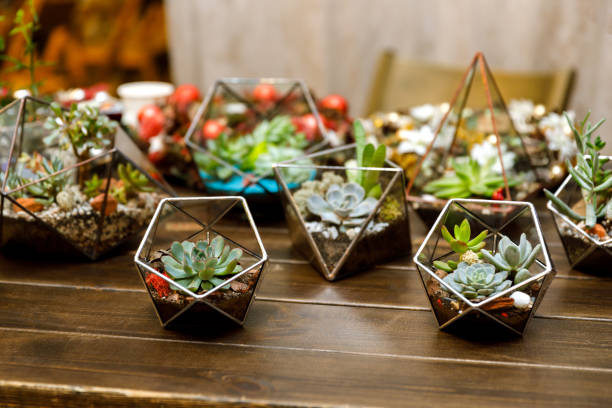 istock Succulent in the geometry glass terrarium 1024018392