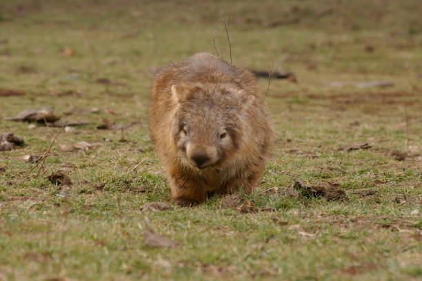 wild native marsupial wombat eating green grass on a farm in rural new south wales near nundle, hanging rock - common wombat imagens e fotografias de stock