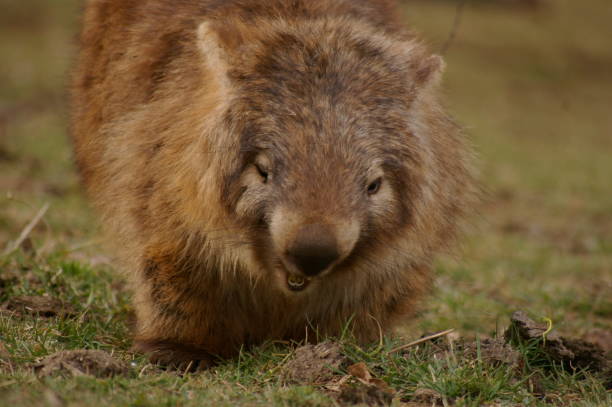 wild native marsupial wombat eating green grass on a farm in rural new south wales near nundle, hanging rock - common wombat imagens e fotografias de stock