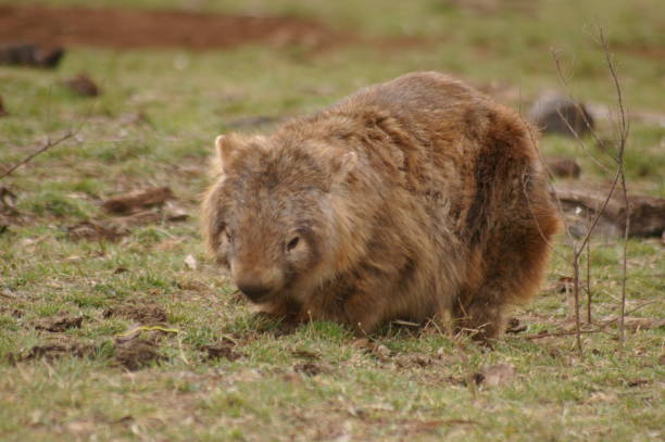 wild native marsupial wombat eating green grass on a farm in rural new south wales near nundle, hanging rock - common wombat imagens e fotografias de stock