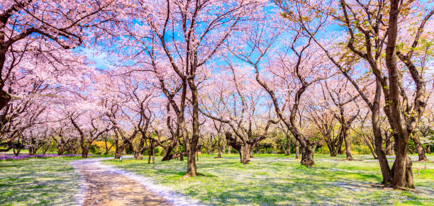 istock Walkway under the Sakura Tree beautiful in Japan 1024023630