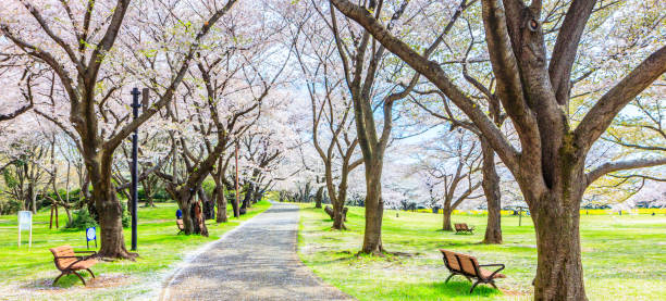 istock Walkway under the Sakura Tree beautiful in Japan 1024023678