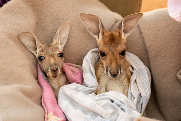 Totally cute Baby Red Kangaroo Joeys nestled in a warm blanket stock photo