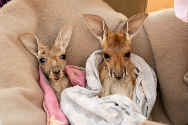 полностью милый ребенок красный кенгуру joeys расположен в теплом одеяле - wallaby kangaroo australia northern territory стоковые фото и изображения