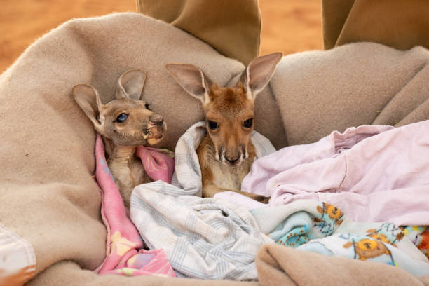 полностью милый ребенок красный кенгуру joeys расположен в теплом одеяле - wallaby kangaroo australia northern territory стоковые фото и изображения