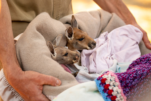 Two baby rescued Red Kanagroo Joeys stay warm and snug inside their sift basket filled with blankets.