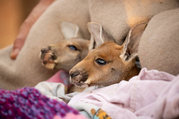 полностью милый ребенок красный кенгуру joeys расположен в теплом одеяле - wallaby kangaroo australia northern territory стоковые фото и изображения