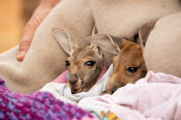 полностью милый ребенок красный кенгуру joeys расположен в теплом одеяле - wallaby kangaroo australia northern territory стоковые фото и изображения