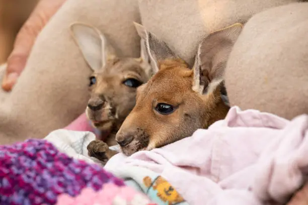 Photo of Totally cute Baby Red Kangaroo Joeys nestled in a warm blanket