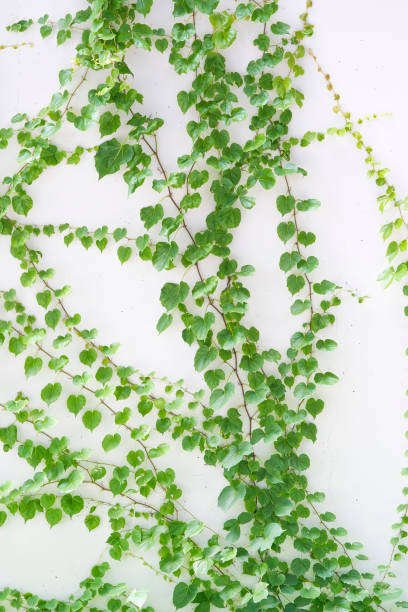 istock ivy leaves isolated on white 1024024446