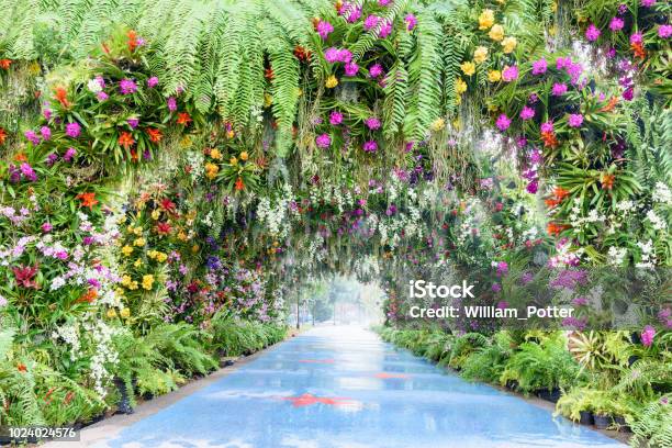 Camino Romántico En El Parque O Jardín El Arco Cubierto Con Coloridos Por Ejemplo Orquídea Rosa Blanco Amarillo Manera De Hermoso Paseo Con Comba Y Hermosas Flores Un Túnel Decorado Con Helecho Y Musgo Verde Foto de stock y más banco de imágenes de Flor