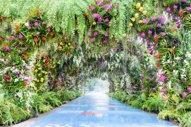Romantic footpath in the park or garden. The arch covered with colorful orchid e.g pink, white, yellow. Beautiful walk way with camber and gorgeous flowers. A tunnel decorated with green moss and fern Romantic footpath in the park or garden. The arch covered with colorful orchid e.g pink, white, yellow. Beautiful walk way with camber and gorgeous flowers. A tunnel decorated with green moss and fern orchid photos stock pictures, royalty-free photos & images