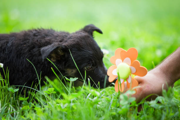 istock Adorable black puppy playing in the grass 1024029456