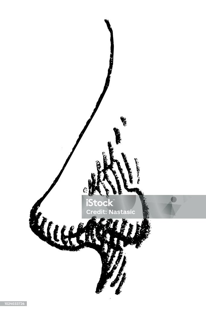 Human Nose illustration of a nose Anatomy stock illustration