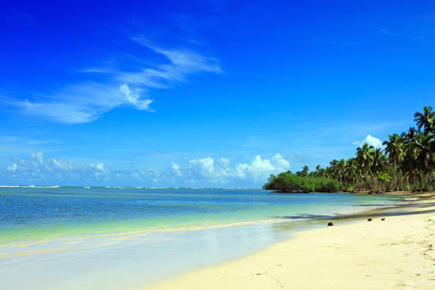 istock Palm trees on white tropical beach. Travel background 1024036312