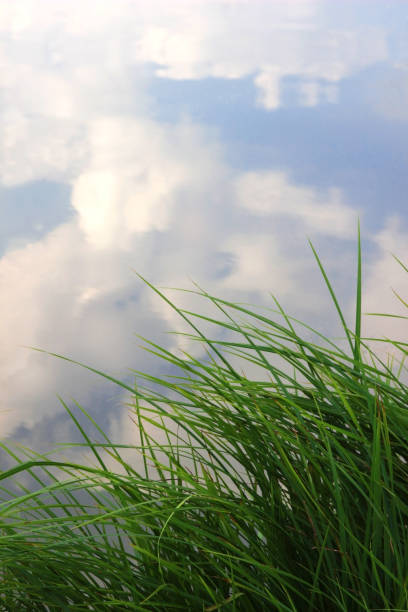 istock grass at the edge of a lake 1024041846