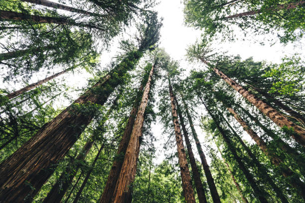 istock redwood state forest in california 1024042610