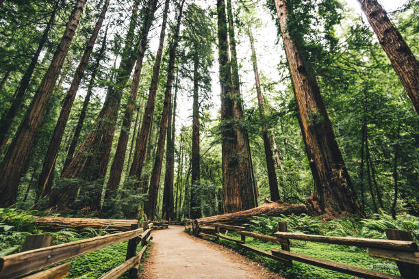 istock redwood state forest in california 1024044720