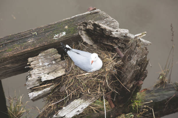 one seagull on a nest