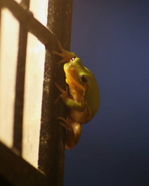 Tree Frog Oc 210+ American Green Tree Frog Photos Stock Photos, Pictures & Royalty ...