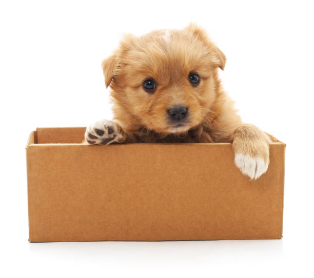 istock Brown puppy in a box. 1024048732
