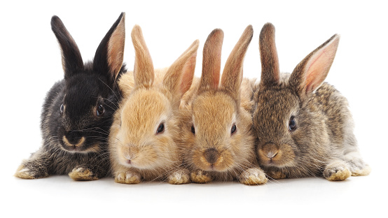 Cuatro conejos pequeños. photo