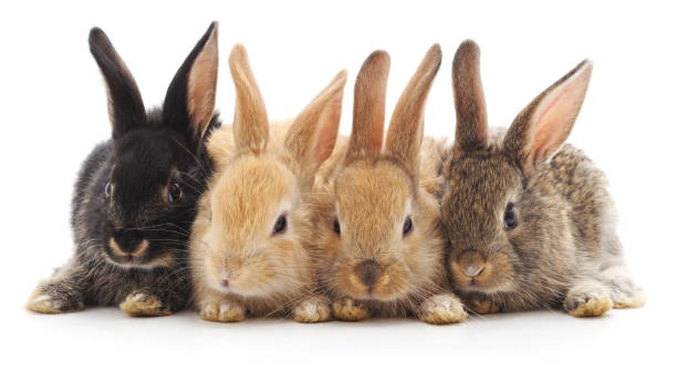 quatre petits lapins. - rabbit hairy gray animal photos et images de collection