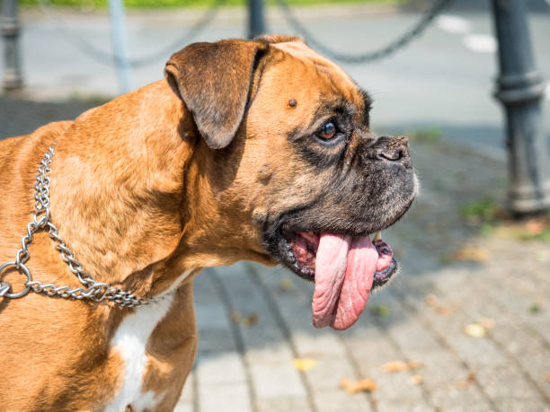 istock Bullmastiff with large tongue 1024051344