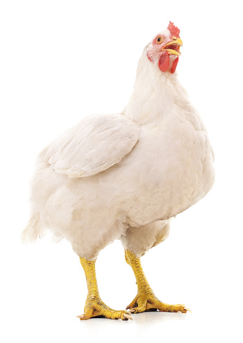 White big hen isolated on a white background.