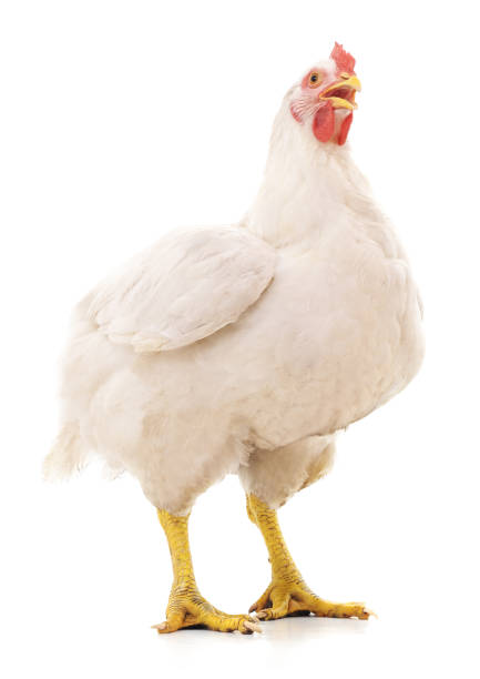 White big hen. White big hen isolated on a white background. cockerel photos stock pictures, royalty-free photos & images