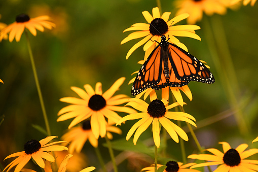 Mariposa monarca en Black-Eyed Susan photo