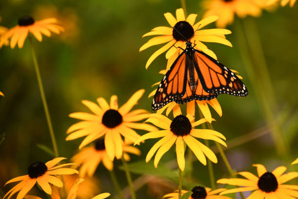 монарх бабочка на черноглазый сьюзен - susan стоковые фото и изображения