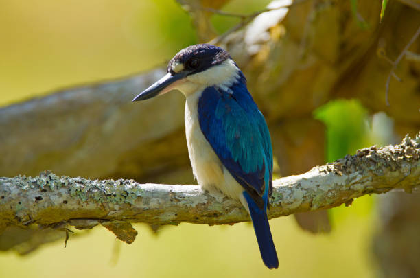 istock Savannah way wildlife Australia 1024052432