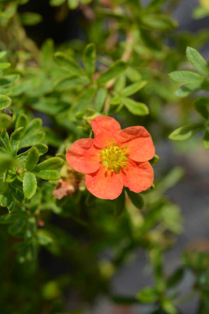 istock Shrubby Cinquefoil Danny Boy 1024055364