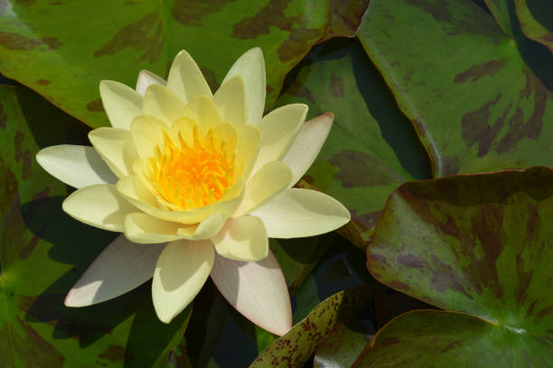 istock Yellow water lily Chromatella 1024055716
