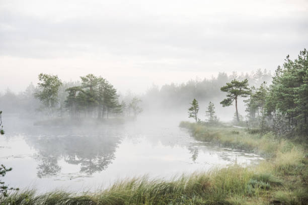 Beautiful bog lake at dawn