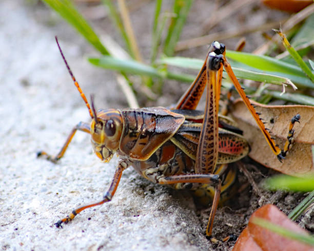 istock Female Eastern Lubber grasshopper laying eggs 1024061492