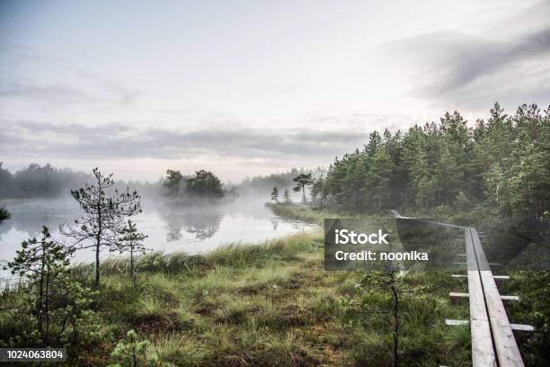Hiking At Dawn In A Bog Stock Photo - Download Image Now - Bog, Estonia, Nature