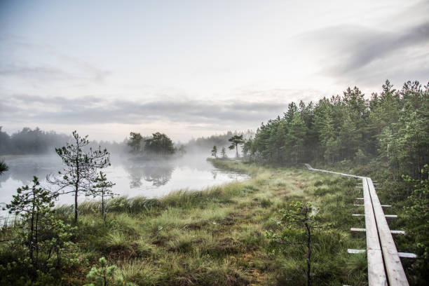 hiking at dawn in a bog - bog imagens e fotografias de stock