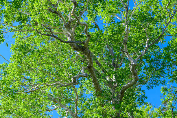 New green leaves in early summer