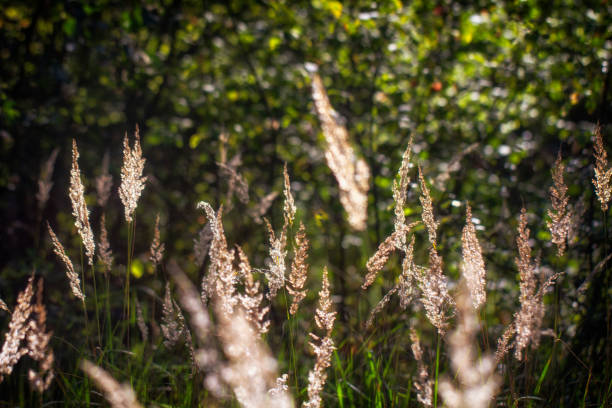 istock High grass on a summer green meadow filled with light 1024065292