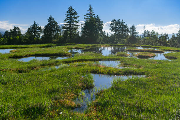 Hirosawatashiro in early summer