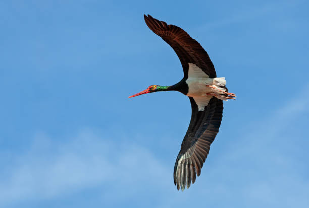 istock Flying black stork against a blue sky 1024073516