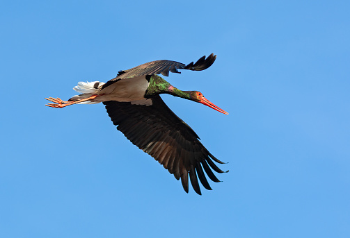 Flying black stork against a blue sky