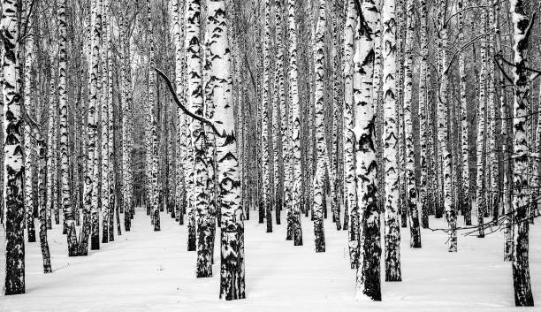 istock Winter snowy birches black and white 1024078320