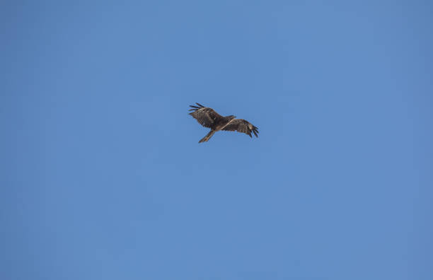 istock falcon in flight against the sky 1024078948