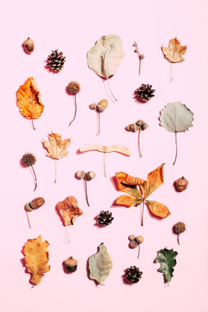 istock Dry leaves on pink background. 1024081662