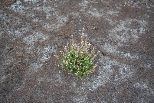 Picture shows the ground and some plant at a bog in Germany.
