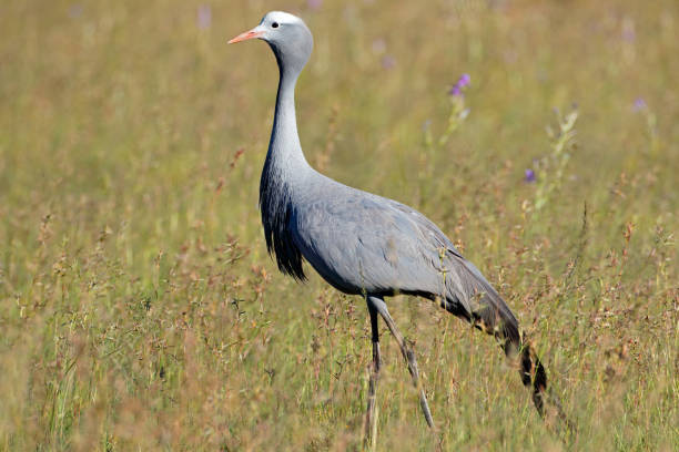 Blue crane in grassland An endangered blue crane (Anthropoides paradisea) walking in grassland, South Africa big blue crane stock pictures, royalty-free photos & images