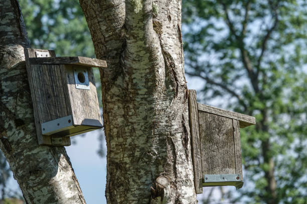 istock Birdhouses. Nest box on trees 1024087274